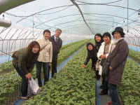日 쓰쿠바도사진흥재단, 금산 깻잎농장 방문