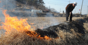 논두렁에 찾아온 봄
