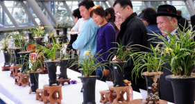 한국蘭, 그 청초·단아함 속으로…