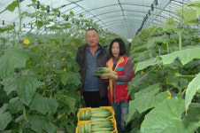 비타민C 풍부 미용효과 탁월-(1)북대전 오이