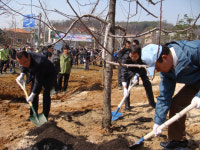 사과나무800사과당예산점 | ‘예산사과나무’ 도심 푸르게 푸르게