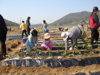 공주 주말농장 오늘 개장