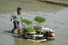 제천서 올해 첫 모내기