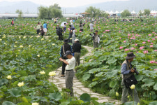 부여 서동·연꽃축제 가볼까