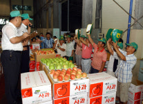 예산햇사과 ´아오리´ 본격출하