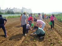 천안 신방동 주민센터, 김장 채소 재배