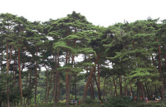 “안면도 소나무숲 10-20% 제거해야”