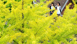 가을옷 입은 충남대학교 교정