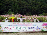 제2회 금산군 진산면 두지리 코스모스 축제