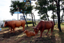 ‘한우의 고장’ 홍성, 홍보 형상공원 조성