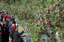 태안 상옥리 사이버 과수농장, 사과나무 분양 ´클릭´ 폭주