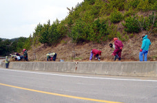 서산시 대산읍 해수욕장 진입로 꽃길 조성