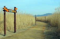 서천군, 신성리 갈대밭 업그레이드
