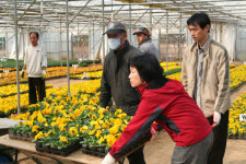 천안삼거리 ‘봄꽃 물결’ 市, 내달초 16만본 심어