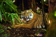 우리나라 호랑이는 어떻게 됐나?