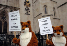 여우를 정당하게 사냥할 권리를 달라!