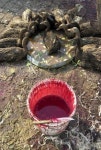 CHINA BIRD FLU