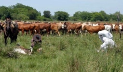 ARGENTINA FOOT-AND-MOUTH DISEASE