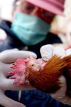 MIDEAST PALESTINIANS PALEESTINIANS VETERINARY MEDICAL