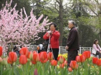 CHINA SPRING BLOSSOMS