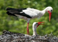 GERMANY ANIMALS STORKS