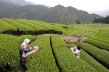 JAPAN FIRST FLUSH TEA HARVEST