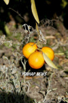 USA DAMAGED CITRUS CROPS