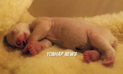 GERMANY FILES POLAR BEAR