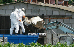 CZECH REPUBLIC BIRD FLU
