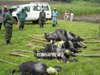 CONGO DEAD GORILLAS