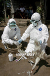 INDONESIA BALI BIRD FLU