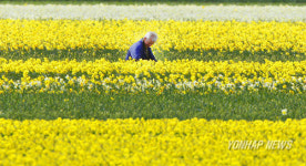 황금물결이 이는 아름다운 꽃 농장