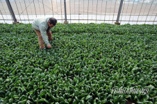 JAPAN URBAN AGRICULTURE