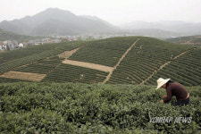 CHINA FEATURE PACKAGE TEA AGRICULTURE