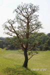 JAPAN GOLF ENVIRONMENT