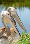 HUNGARY PELICANS