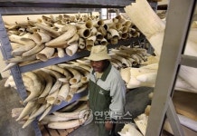 SOUTH AFRICA IVORY AUCTION