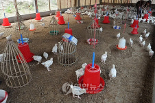 INDIA BIRD FLU