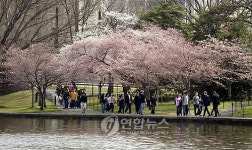 USA WASHINGTON CHERRY BLOSSOMS