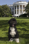 USA OBAMA FAMILY DOG FIRST DOG BO