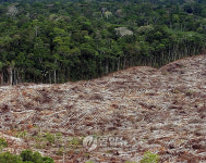 FILE BRAZIL AMAZONIAN RAINFOREST