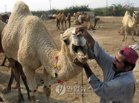 PAKISTAN EID AL ADHA PREPRATIONS