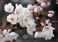 JAPAN CHERRY BLOSSOM