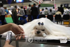 THAILAND INTERNATIONAL DOG SHOW