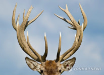 GERMANY ANIMALS