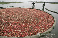 BELARUS CRANBERRY HARVEST
