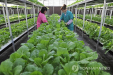 CHINA URBAN VEGETABLE PRODUCTION