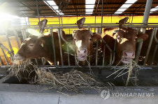 SOUTH KOREA FOOT AND MOUTH DISEASE (FMD)