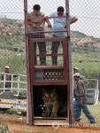 SOUTH AFRICA LIONSROCK TIGER AND LION RELEASE