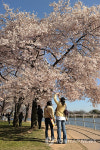 USA CHERRY BLOSSOM FESTIVAL